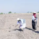 رجل كبير بعمامة بيضاء يحرث التربة الجافة بالمعول بينما تراقبه امرأة بقبعة من القش