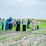 موظفون ومزارعون يقفون ويتحدثون في حقل مروي واسع من النباتات الخضراء الصغيرة